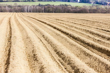 landscape with field, Czech Republic