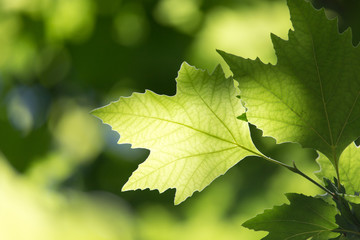 Beautiful maple leaves in nature
