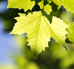 Beautiful maple leaves in nature
