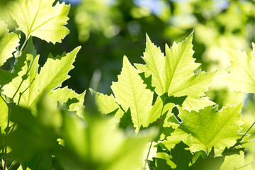Beautiful maple leaves in nature