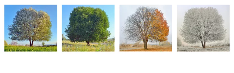 Papier Peint photo Lavable Automne arbre seul en quatre saisons