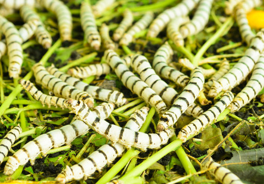 silkworms eating mulberry leaf