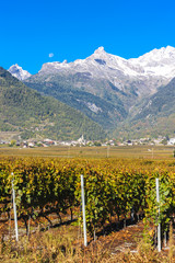 vineyards in Ardon region, canton Valais, Switzerland