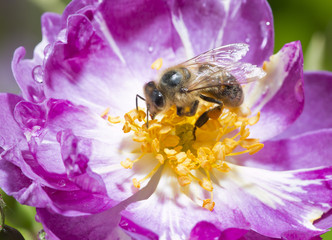 bee pollinating wild pink rose in bloom