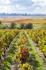 Fototapeta na wymiar vineyards of Beaujolais, Rhone-Alpes, France