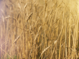 Ear of wheat on the field Matures.