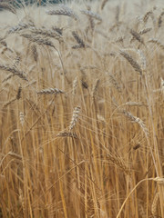 Ears of wheat ripening in the sun.