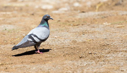 dove on the ground