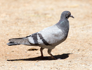 dove on the ground