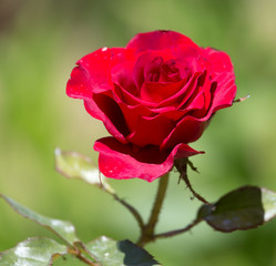 red rose in nature
