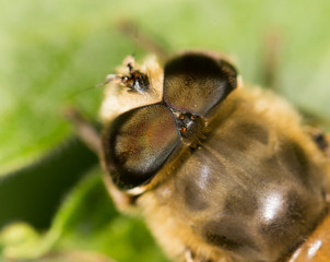 Bee in nature. close