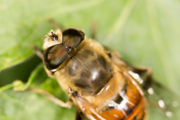 Bee in nature. close