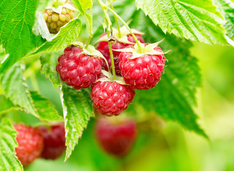 raspberries in a garden