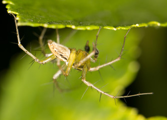 Spider on the web. close