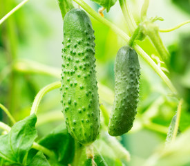 growing cucumbers