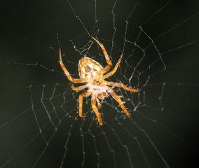 Spider on the web. close