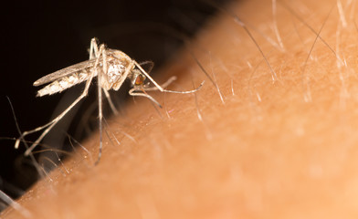 a mosquito on the skin. close