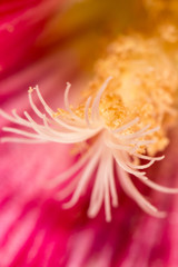 Fototapeta na wymiar pollen in flower. close