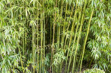 Obraz premium Bamboo