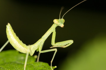 Green mantis in the nature. close