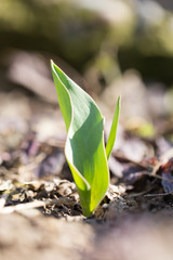 young tulip in the garden