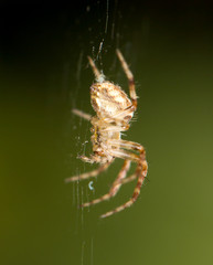 Spider on the web. close