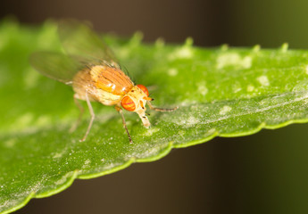 fly in nature. close