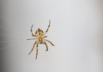 Spider on the web. close