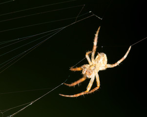 Spider on the web. close