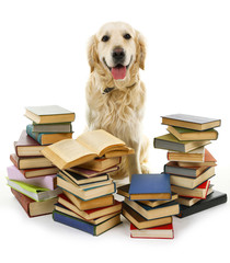 Portrait of Labrador with pile of books isolated on white