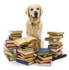 Portrait of Labrador with pile of books isolated on white