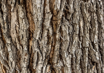 Bark texture/background