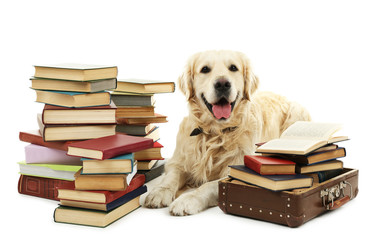 Portrait of Labrador with pile of books isolated on white