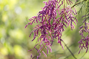 blue flowers in nature