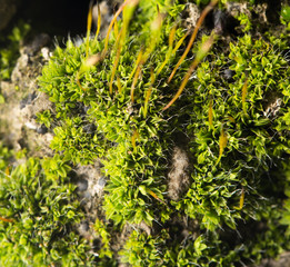 green moss on nature. close-up