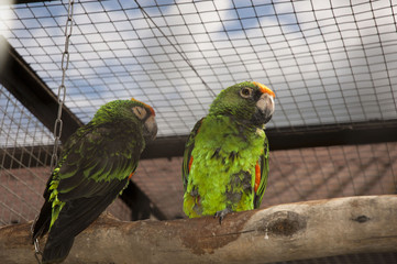 parrots lovebirds