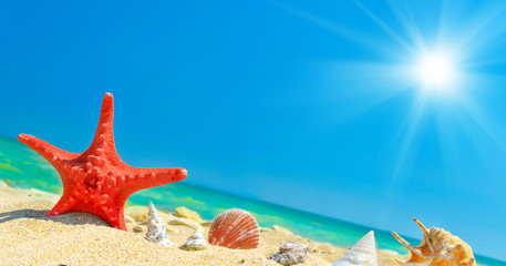 Fototapeta na wymiar Summer beach background with seashells
