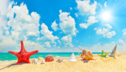 Fototapeta na wymiar Seashells on summer beach