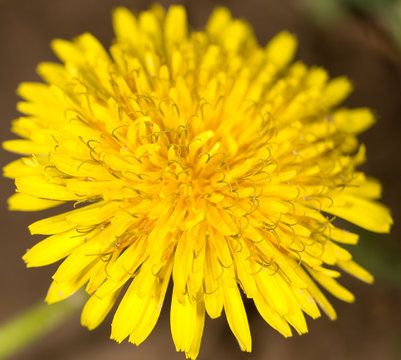 Fototapeta spring dandelion in green grass