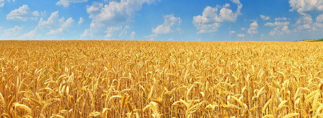 Naklejka premium Wheat field