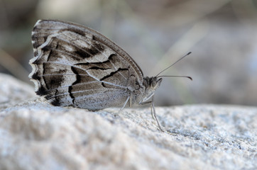 Obraz premium Butterfly perched on white stone