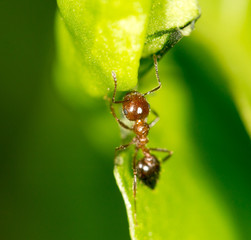 Ant on a green leaf. close-up