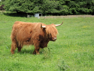  Vache écossaise 13