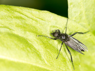 fly on a green leaf. close
