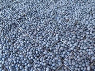 Detail of Organic Summer Blueberries at Farmers Market