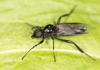 fly on a green leaf. close