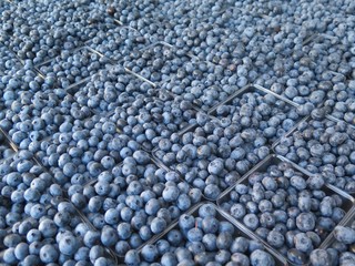 Detail of Organic Summer Blueberries at Farmers Market