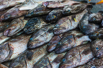 Fresh fish at the seafood market