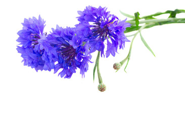 Blue cornflowers