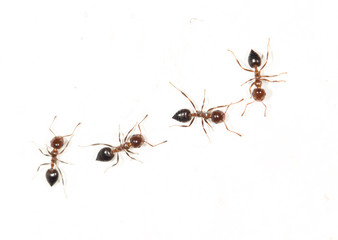 ants on a white wall. close